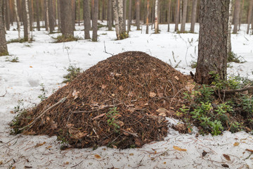 Ant hill in a pine forest in early spring