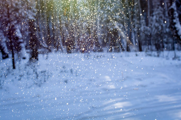 snow in forest