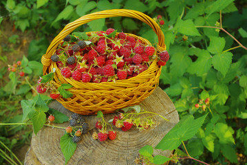 Fototapeta na wymiar Wild raspberries in a basket. Natural background
