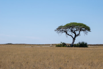 Obraz premium 2018-10 Namibia