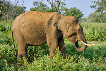 Side way view of Sri Lankan elephant with tusks in green low bush.  Animal is eating green grass