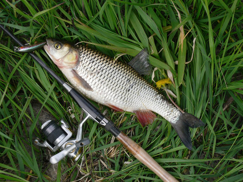 Fish chub, fishing rod, reel, float and net
