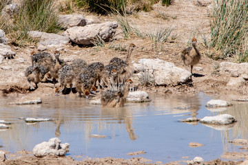 2018-10 Namibia
