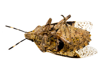Closeup of a dead brown bug cockroach isolated
