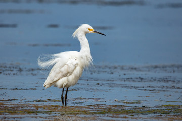 Snowy Egret in Water