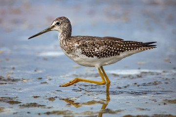 Greater Yellowlegs in Water