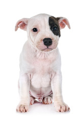 Fototapeta premium puppy staffordshire bull terrier