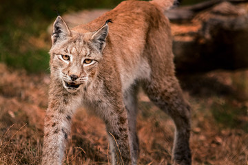 Luchs 