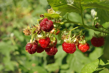 Wild raspberries . Natural background