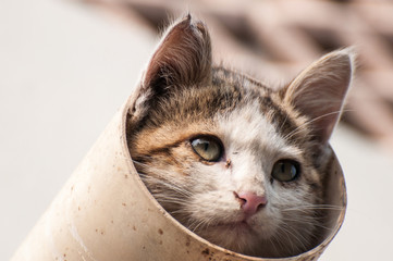 A portrait of a cat in the pipe