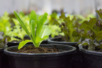 vegetable growing in the pot, Green plant with small leaves
