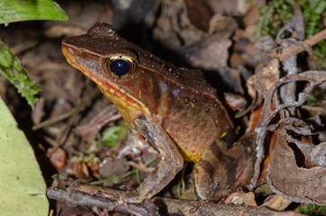 Brilliant Forest Frog (Rana warszewitschii) in a tropical rainforest, Costa Rica