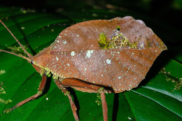 Katytid camouflaged as dry leaf in Rara Avis Reserve, Costa Rica