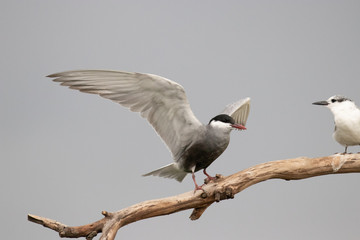 Whiskered tern, chlidonias hybrida, landing
