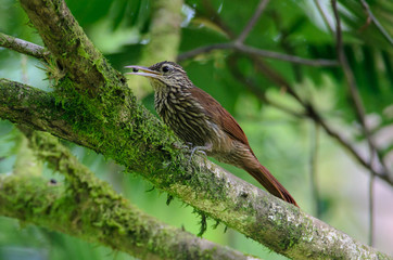 Streak-headed Woodcreeper (Lepidocolaptes souleyetii) on a tree, Costa Rica