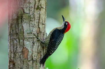 Black-cheeked Woodpecker (Melanerpes pucherani) near Sarapiqui river, Costa Rica