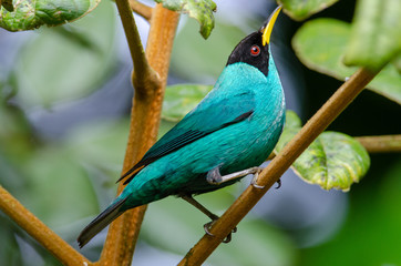 Obraz premium Green Honeycreeper (Chlorophanes spiza) perching on a branch, Costa Rica