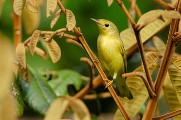 Yellow Warbler (Setophaga petechia) - female in a tropical garden, Costa Rica
