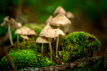 mushrooms in forest 