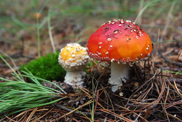 Amanita mushroom in the forest