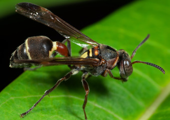 Macro Photo of Wasp on Green Leaf