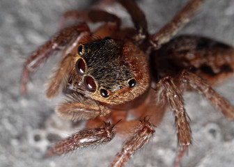 Macro Photo of Jumping Spider Isolated on The Wall