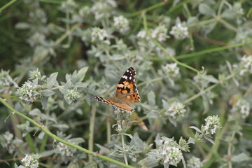 Beautiful butterfly on flowers. Vanessa cardui is a well-known colorful butterfly, known as the painted lady, or in North America as the cosmopolitan.