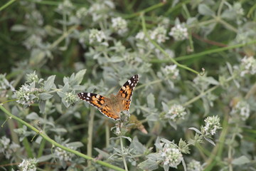 Beautiful butterfly on flowers. Vanessa cardui is a well-known colorful butterfly, known as the painted lady, or in North America as the cosmopolitan.