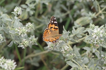 Beautiful butterfly on flowers. Vanessa cardui is a well-known colorful butterfly, known as the painted lady, or in North America as the cosmopolitan.