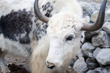 white yak