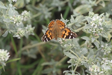 Beautiful butterfly on flowers. Vanessa cardui is a well-known colorful butterfly, known as the painted lady, or in North America as the cosmopolitan.