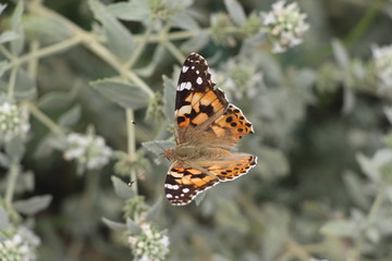 Beautiful butterfly on flowers. Vanessa cardui is a well-known colorful butterfly, known as the painted lady, or in North America as the cosmopolitan.