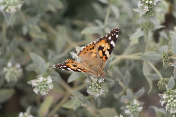 Beautiful butterfly on flowers. Vanessa cardui is a well-known colorful butterfly, known as the painted lady, or in North America as the cosmopolitan.