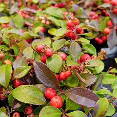 Holy Christmas traditional plant with green leaves and red berries