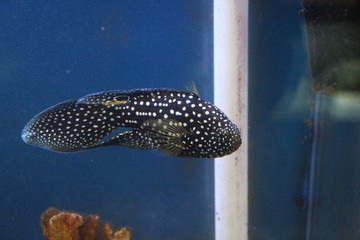 View on comet or marine betta (Calloplesiops altivelis). It's a species of reef-associated tropical...
