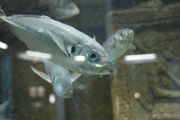 View on Mediterranean horse mackerel (Trachurus mediterraneus), also known as the Black Sea horse mackerel, horse mackerel, Mediterranean scad, common scad or simply scad.