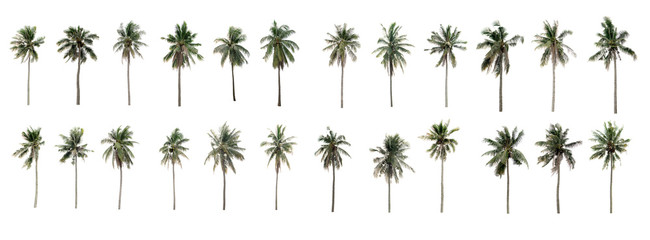 Beautiful Twenty-four coconut palm trees in the garden isolated on white background