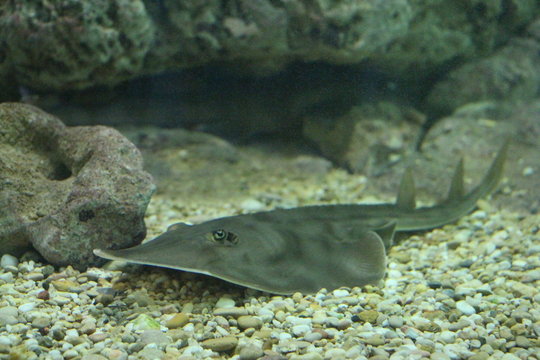 View on Guitarfish. Guitarfish have a body form intermediate between those of sharks and rays. The tail has a typical shark-like form, but in many species, the head has a triangular, or guitar shape.