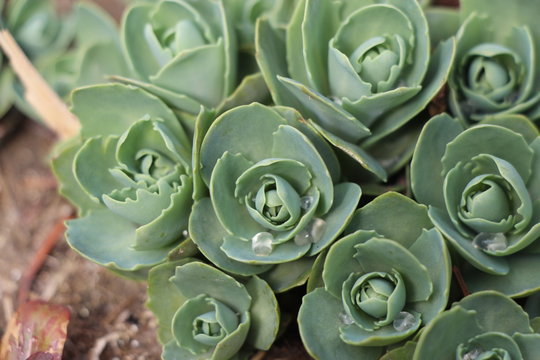 View On Sedum Pachyclados. Sedum Are Some Of The Most Versitile Perennials On The Planet. Best Grown In An Average To Dry, Extremely Well-drained Soil, In Full Sun.