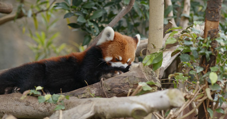 Red panda at zoo park