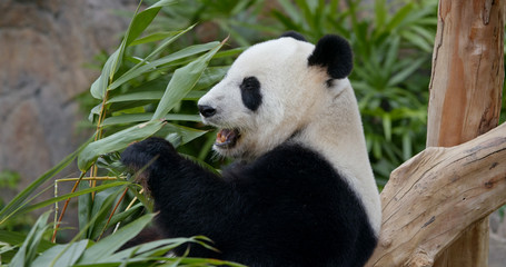 Fototapeta premium Panda eating fresh bamboo roots
