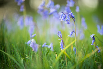 Fleurs sauvages, Jacinthe des bois