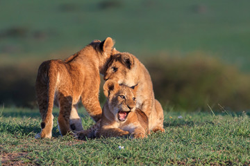 Fototapeta na wymiar Lion cubs playing in Maasai Mara Conservancy, kenya , Africa.cuccioli di leone stanno giocando nel Maasai Mara.