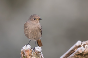 Il codirosso spazzacamino (Phoenicurus ochruros)