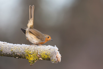 Pettirosso Europeo in una fredda mattina di inverno (Erithacus rubecula)