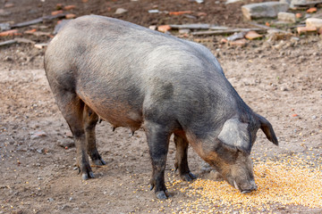 Iberian pigs grazing in a farm