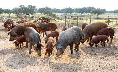 Iberian pigs grazing in a farm