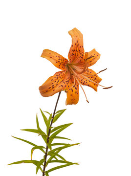 Orange lilies   Asian hybrids    on a white background isolated