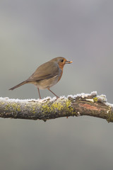 Pettirosso Europeo in una fredda mattina di inverno (Erithacus rubecula)