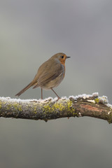 Pettirosso Europeo in una fredda mattina di inverno (Erithacus rubecula)